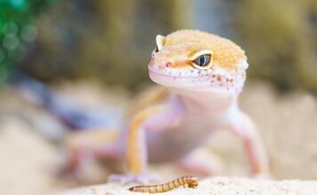 Jak często gekon robi kupy?