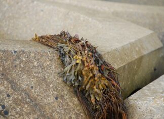 Czy Gałęzatka się rozrasta?