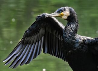 Jakie rośliny nie lubią Carbo?