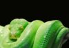 Jaka baza danych do Python?