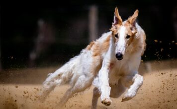 Jakie rasy psów nie chorują?