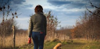 Ile kosztuje cavapoo w Polsce?