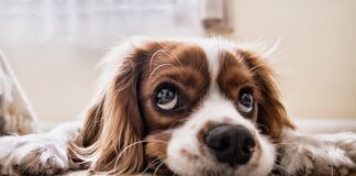 Jaka rasa psa nie uczula?