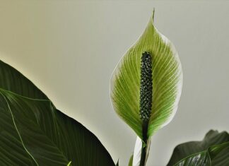 Co leci z pochwy podczas podniecenia?