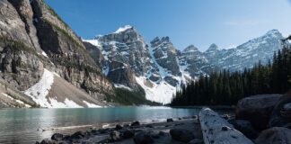 Jakim psem jest Rocky?