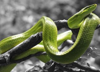 Co oznacza blada kreska na teście ciążowym?