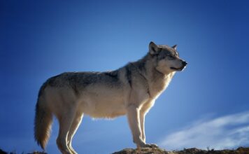 Czy wilk może Zapłodnić psa?